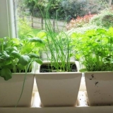 Zelenilo kod kuće zimi